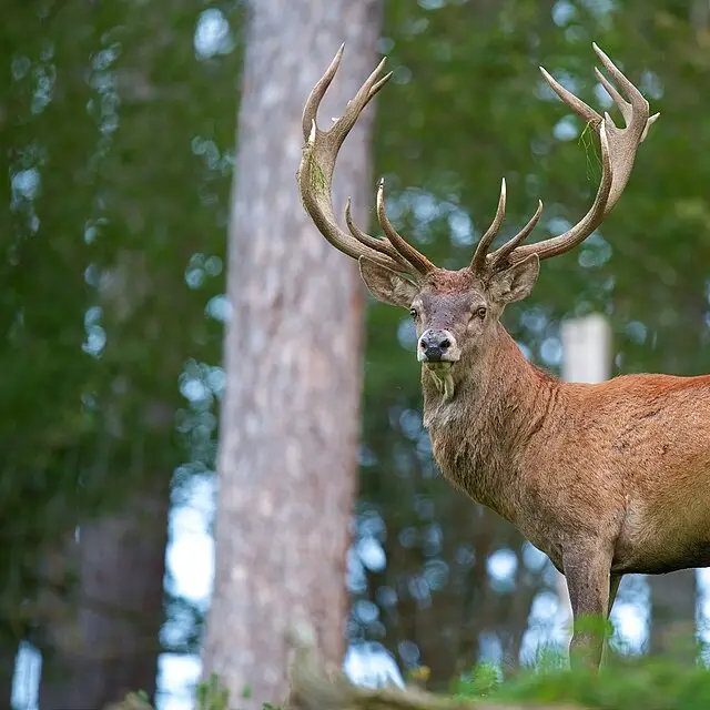 Red deer