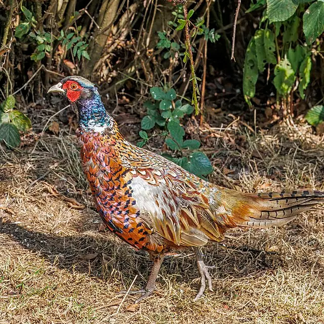 Common pheasant