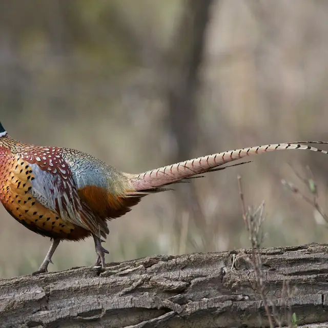 Common pheasant
