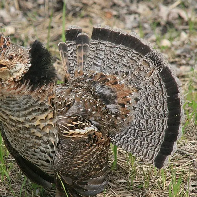 Ruffed grouse