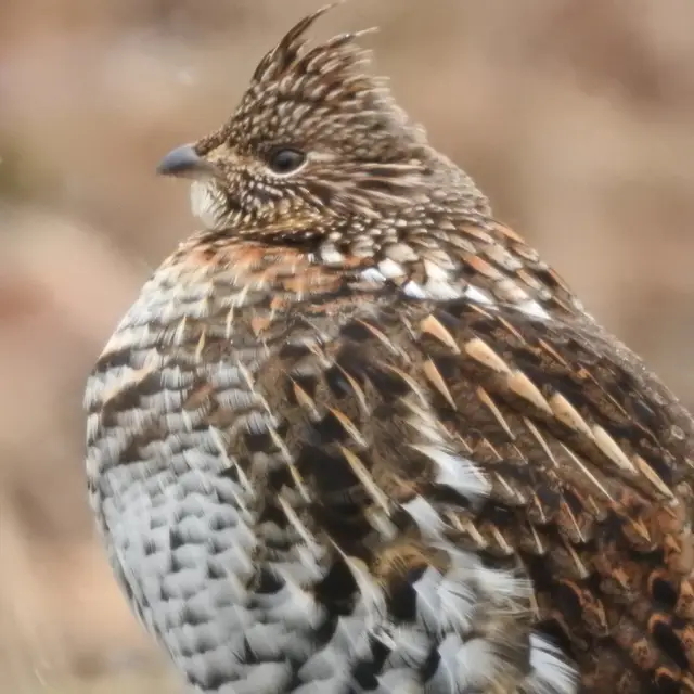 Ruffed grouse