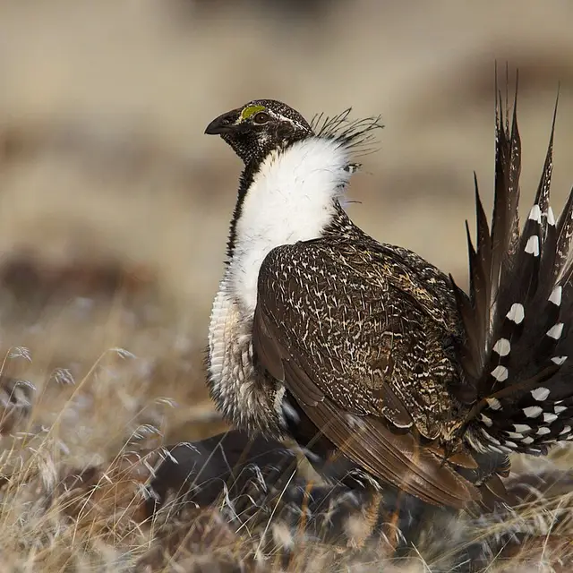 Greater sage-grouse