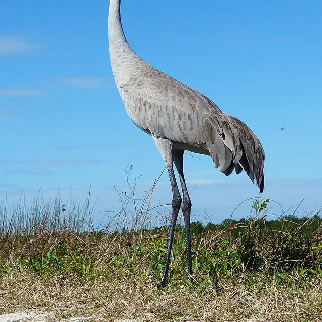 Sandhill crane