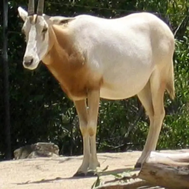 Scimitar oryx