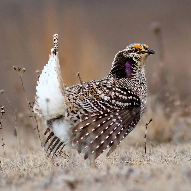 Sharp-tailed grouse