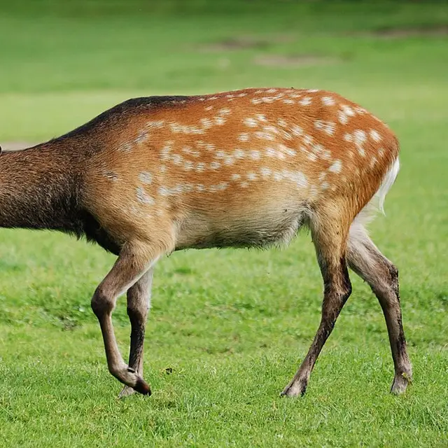 Sika deer
