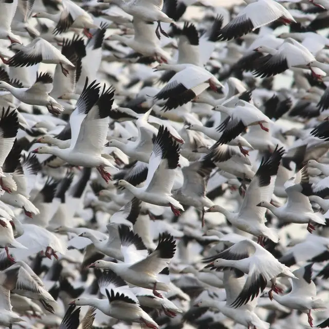 Snow goose