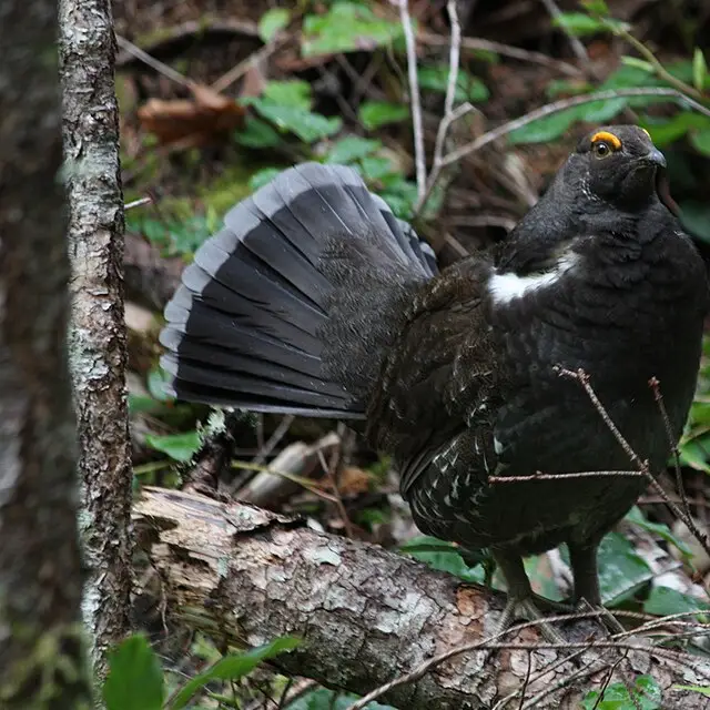 Sooty grouse