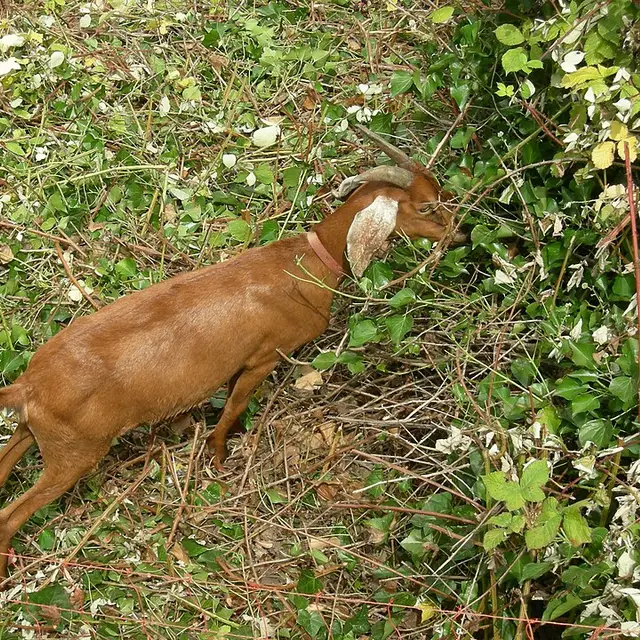 Spanish goat