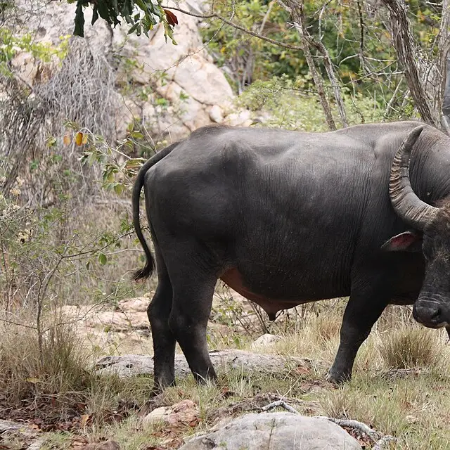 Water buffalo