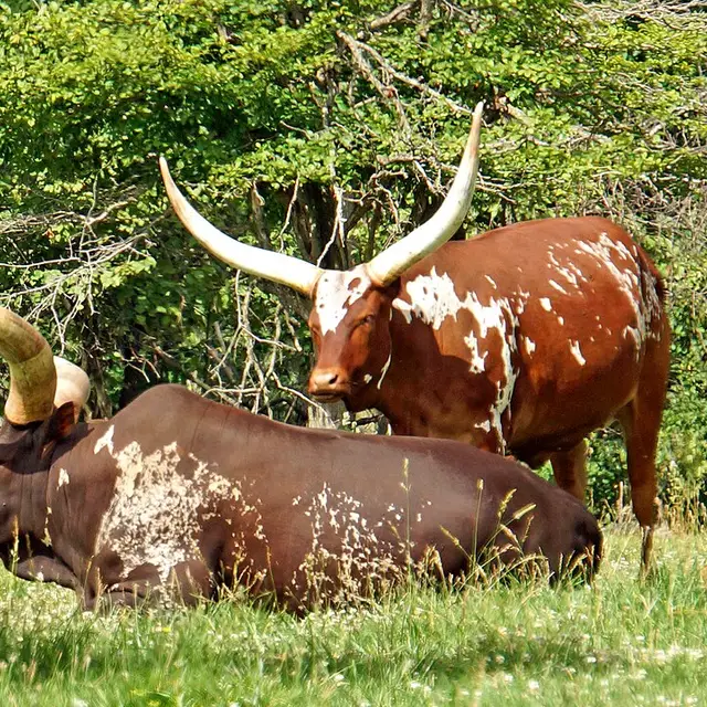 Ankole-Watusi