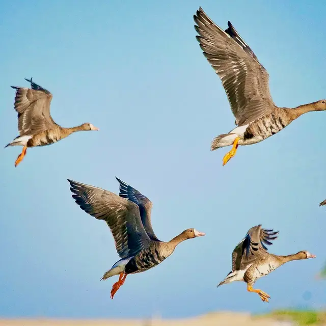 Greater white-fronted goose