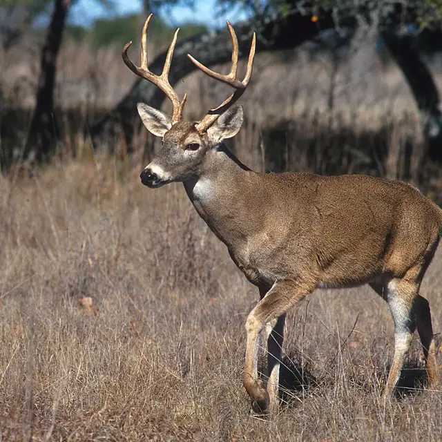 White-tailed deer