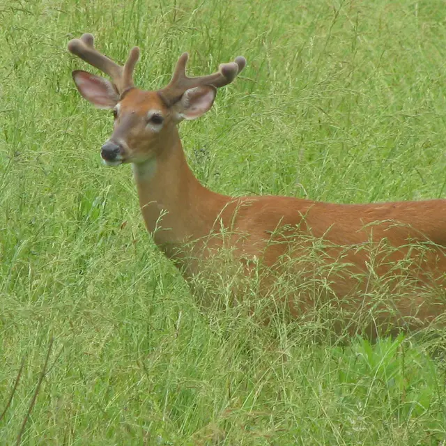 White-tailed deer