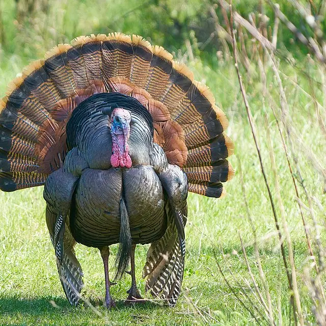 Wild turkey