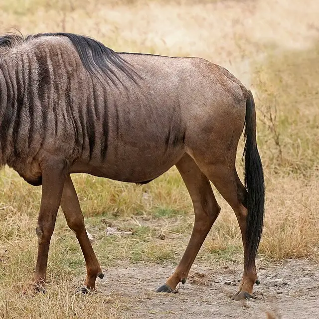 Blue wildebeest