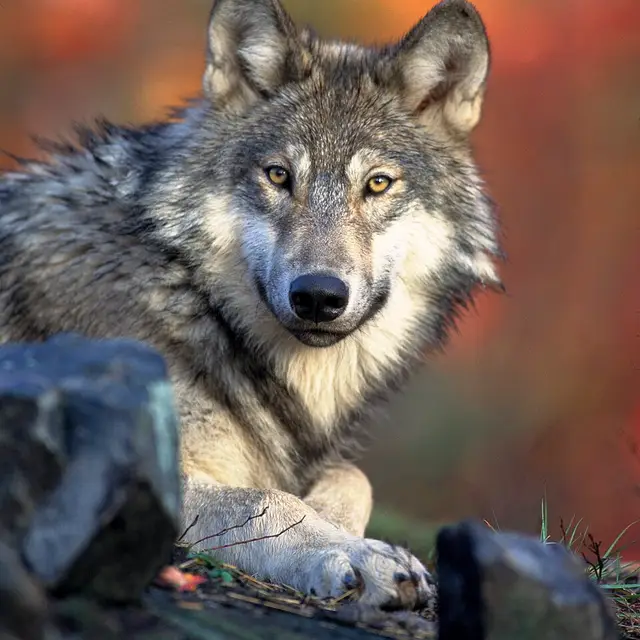 Wolf