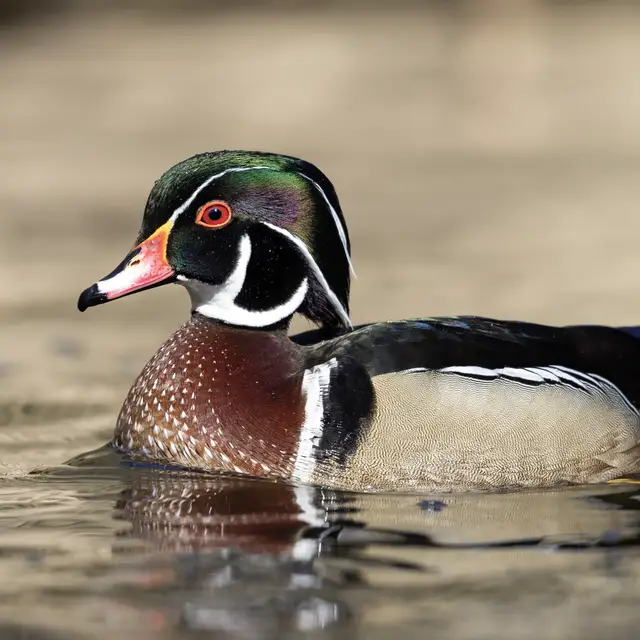 Wood duck