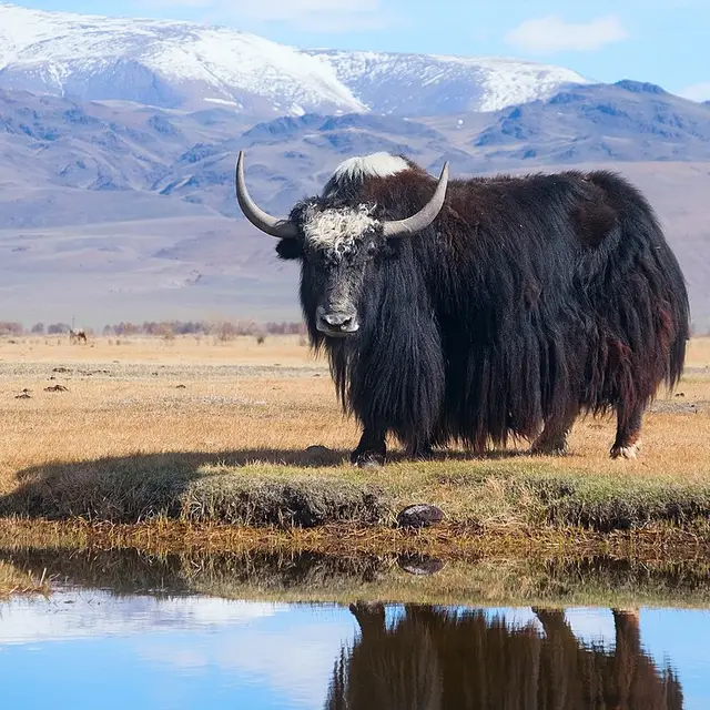 Domestic yak